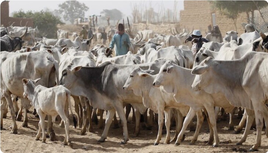 Gunmen Strike Plateau Communities, Rustle 170 Cows